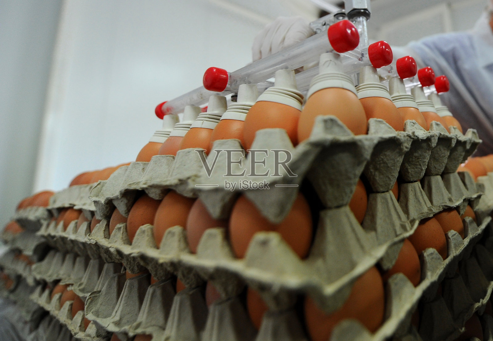 鸡蛋照片摄影图片