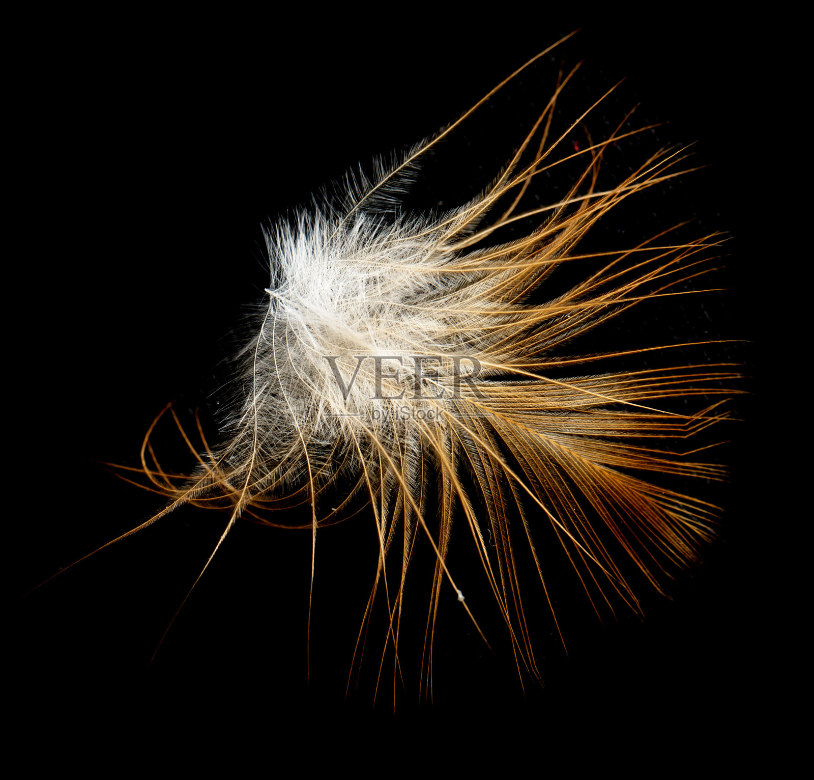 黑色背景上的羽毛照片摄影图片