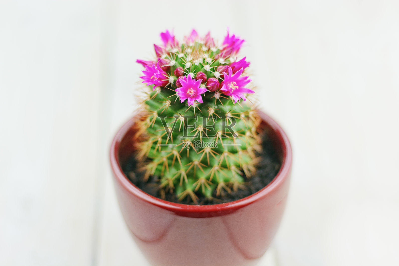 木架子上盛开的仙人掌照片摄影图片