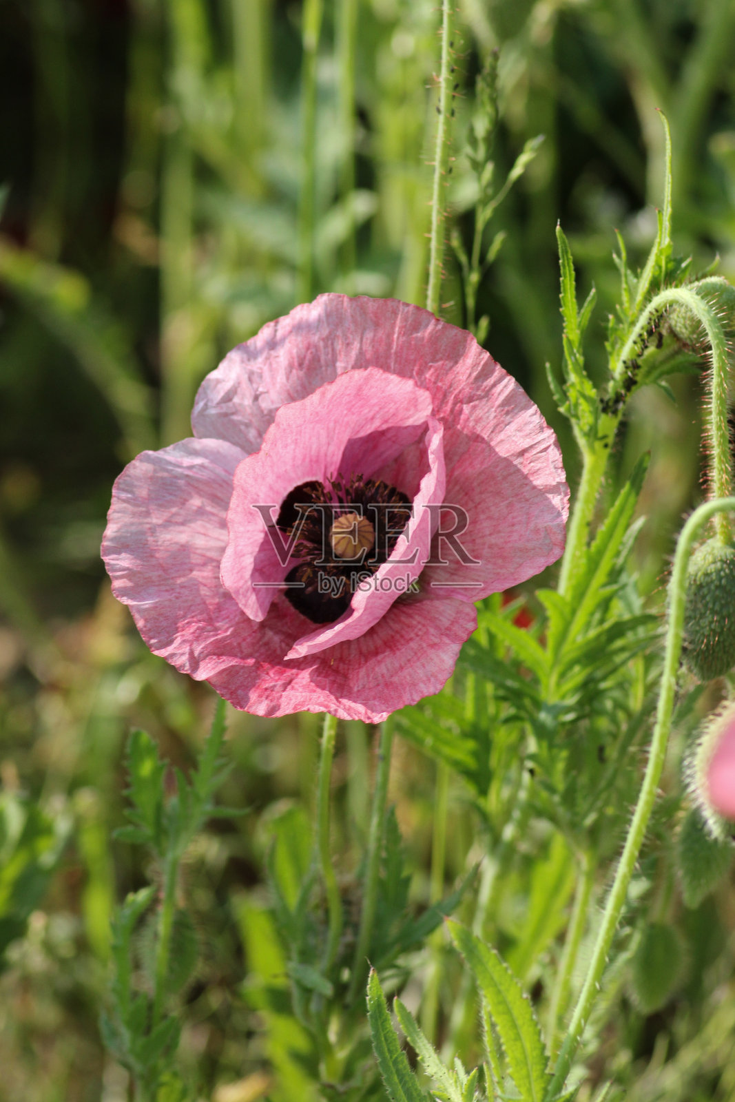 夏季德国南部农舍花园的玉米罂粟照片摄影图片