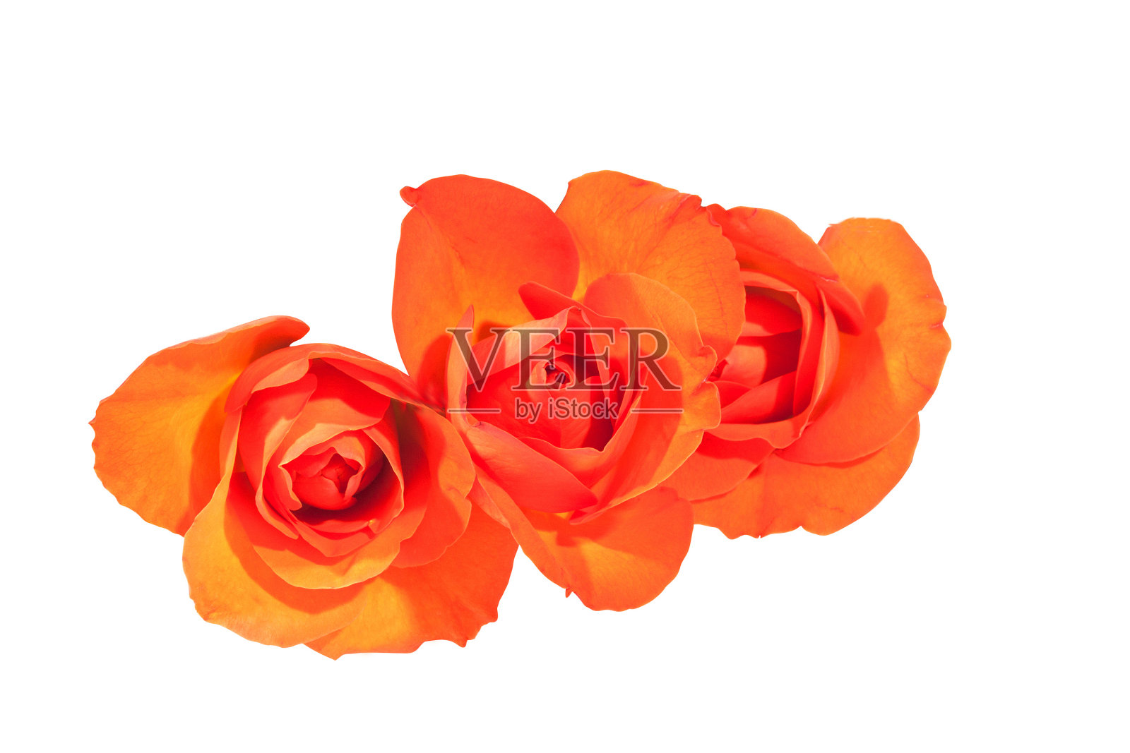 三个明亮的橙色玫瑰花蕾在威特背景照片摄影图片