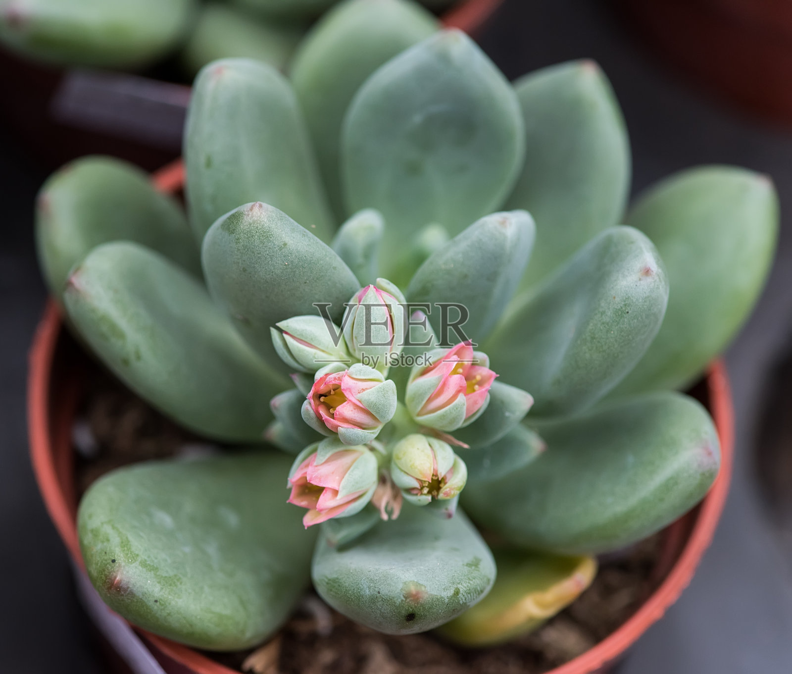 微型多汁植物照片摄影图片