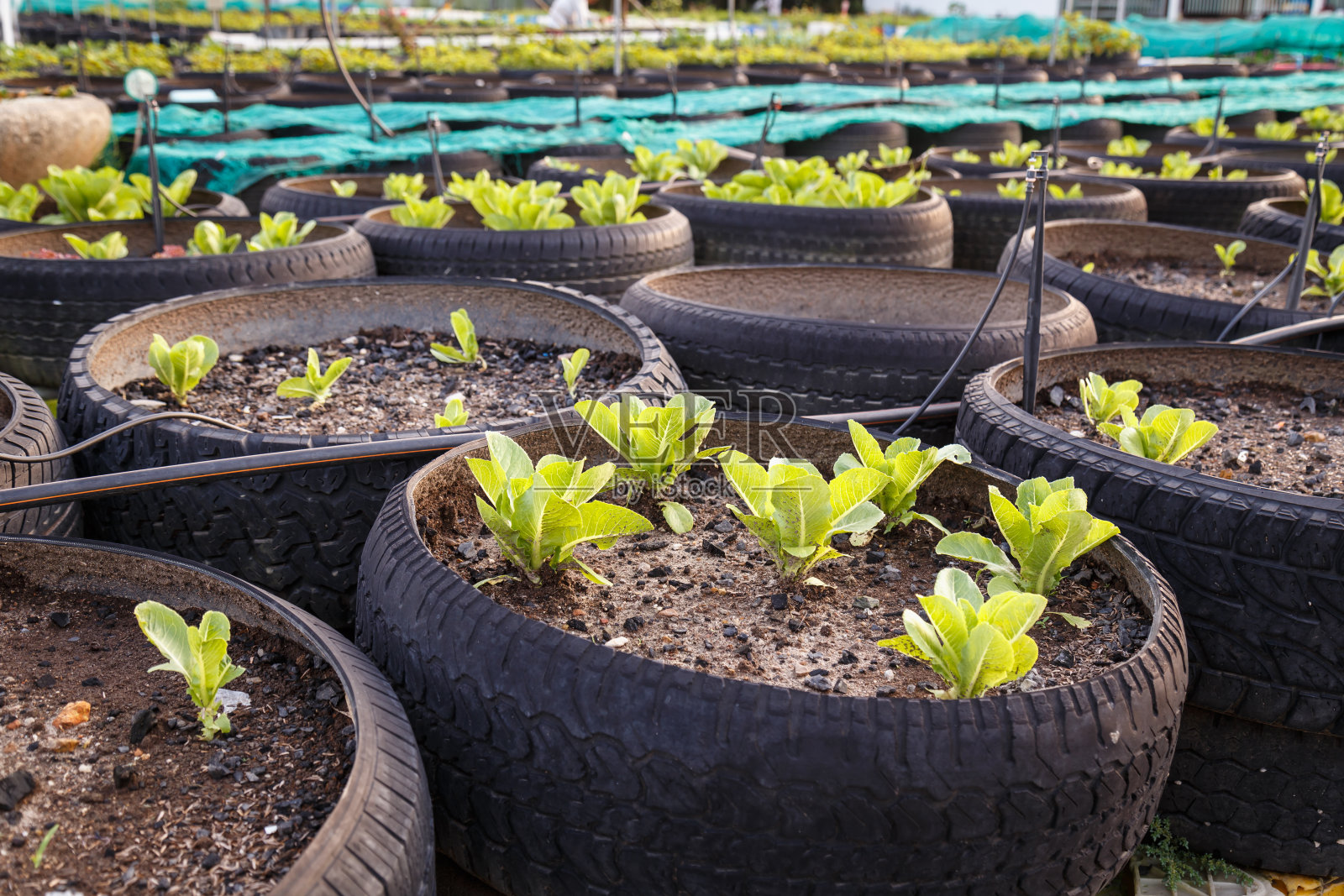 有机蔬菜农场轮胎回收利用照片摄影图片