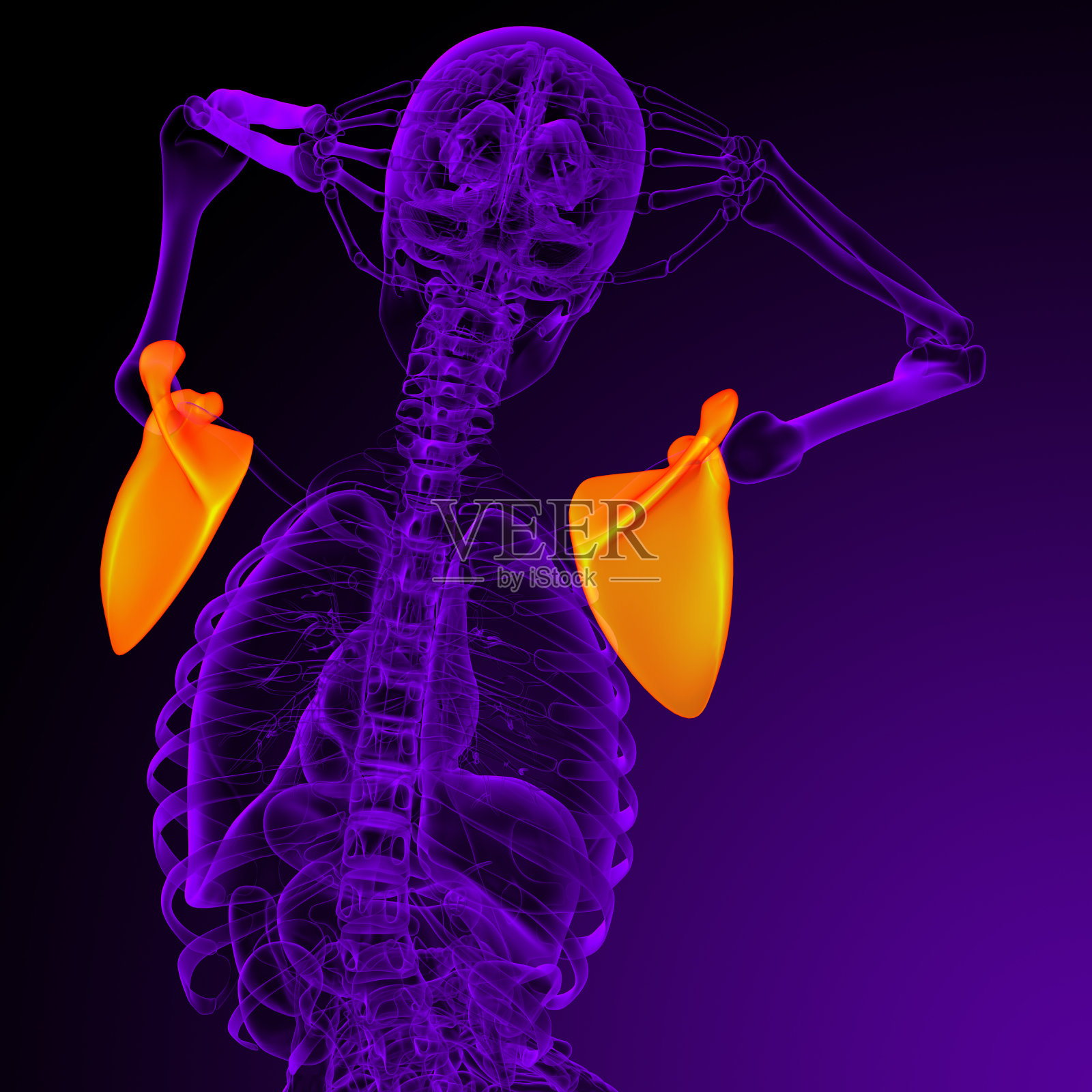 肩胛骨的3d渲染医学插图照片摄影图片
