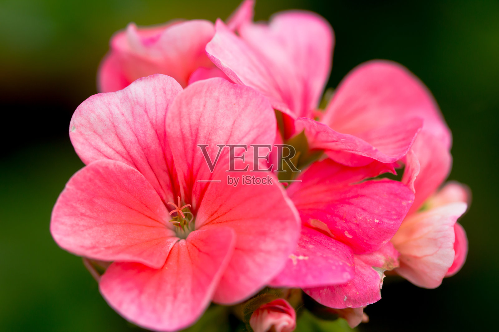 特写镜头粉红色的花照片摄影图片