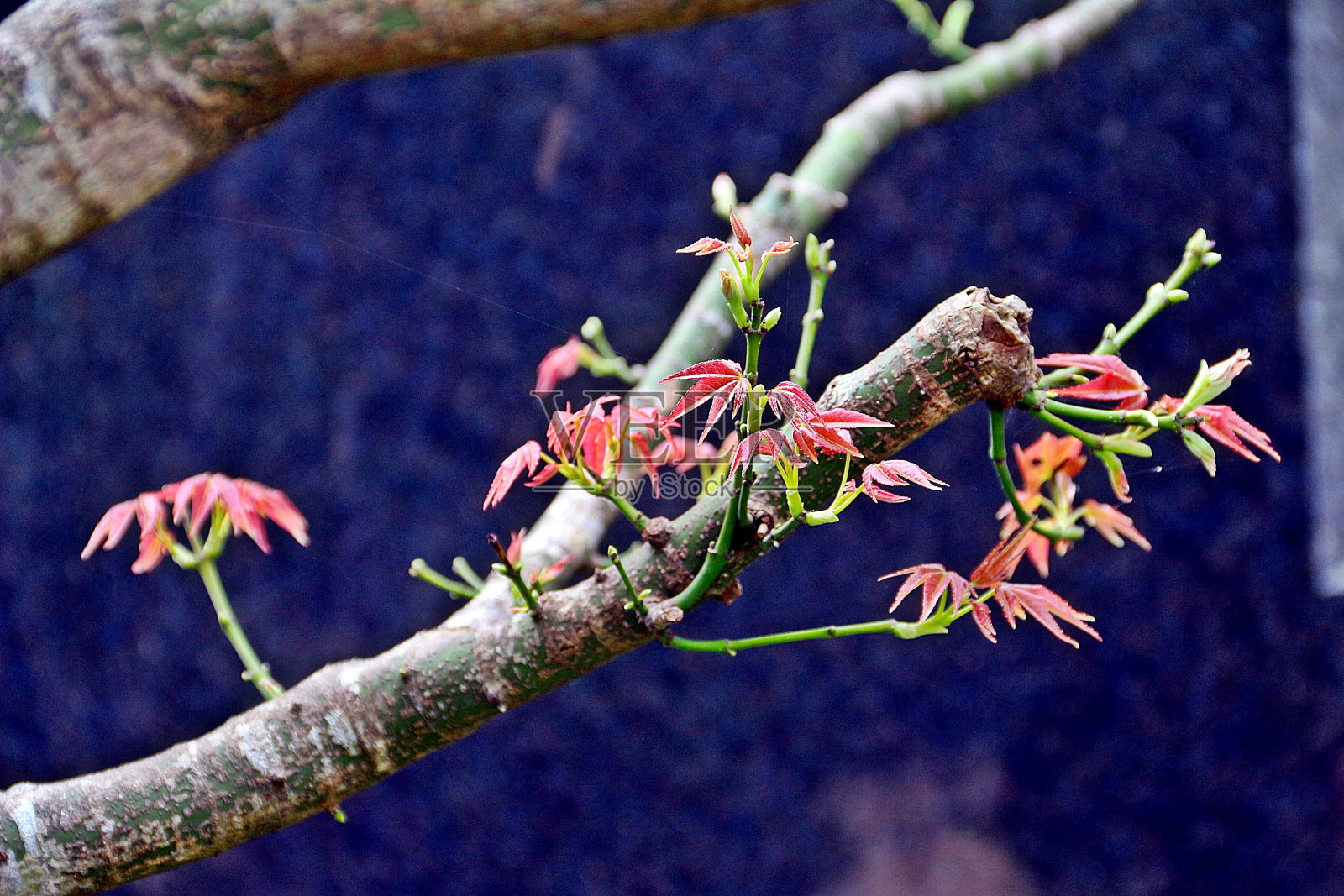 春季开始照片摄影图片