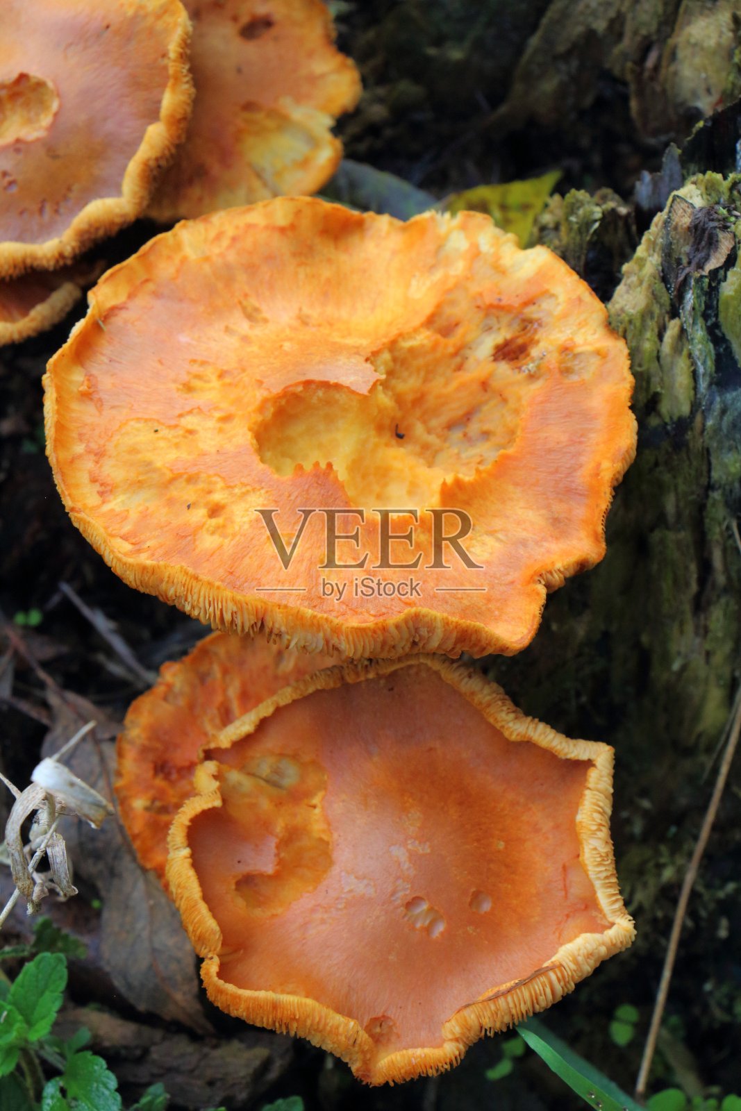 树桩上的橙色蘑菇照片摄影图片