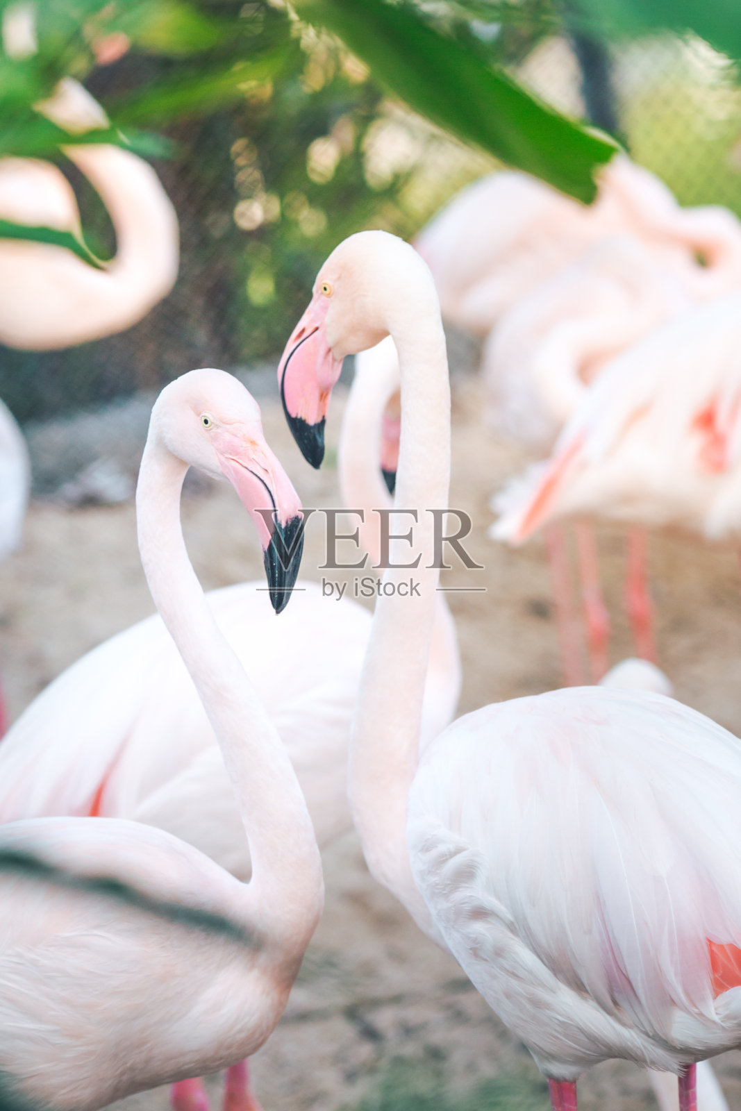 火烈鸟看着相机的自然背景,傍晚的阳光照片摄影图片