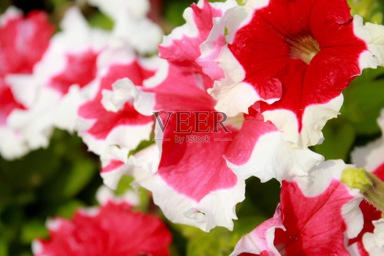 花照片摄影图片