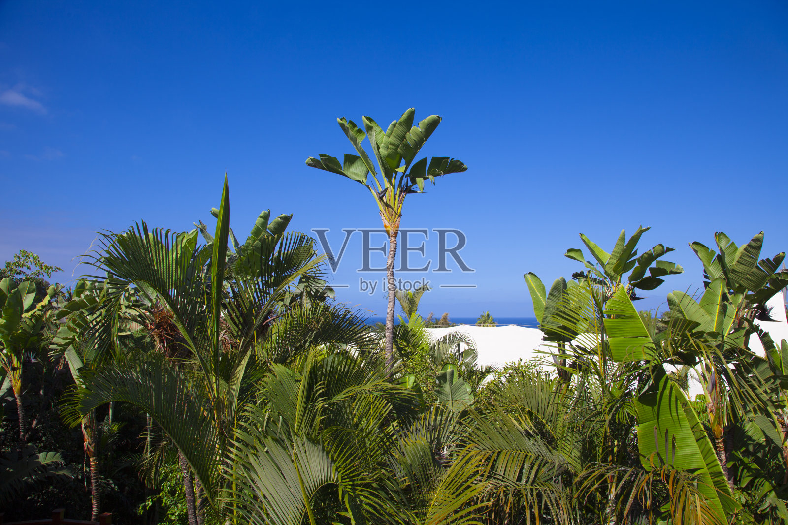 棕榈树和绿色的草地照片摄影图片