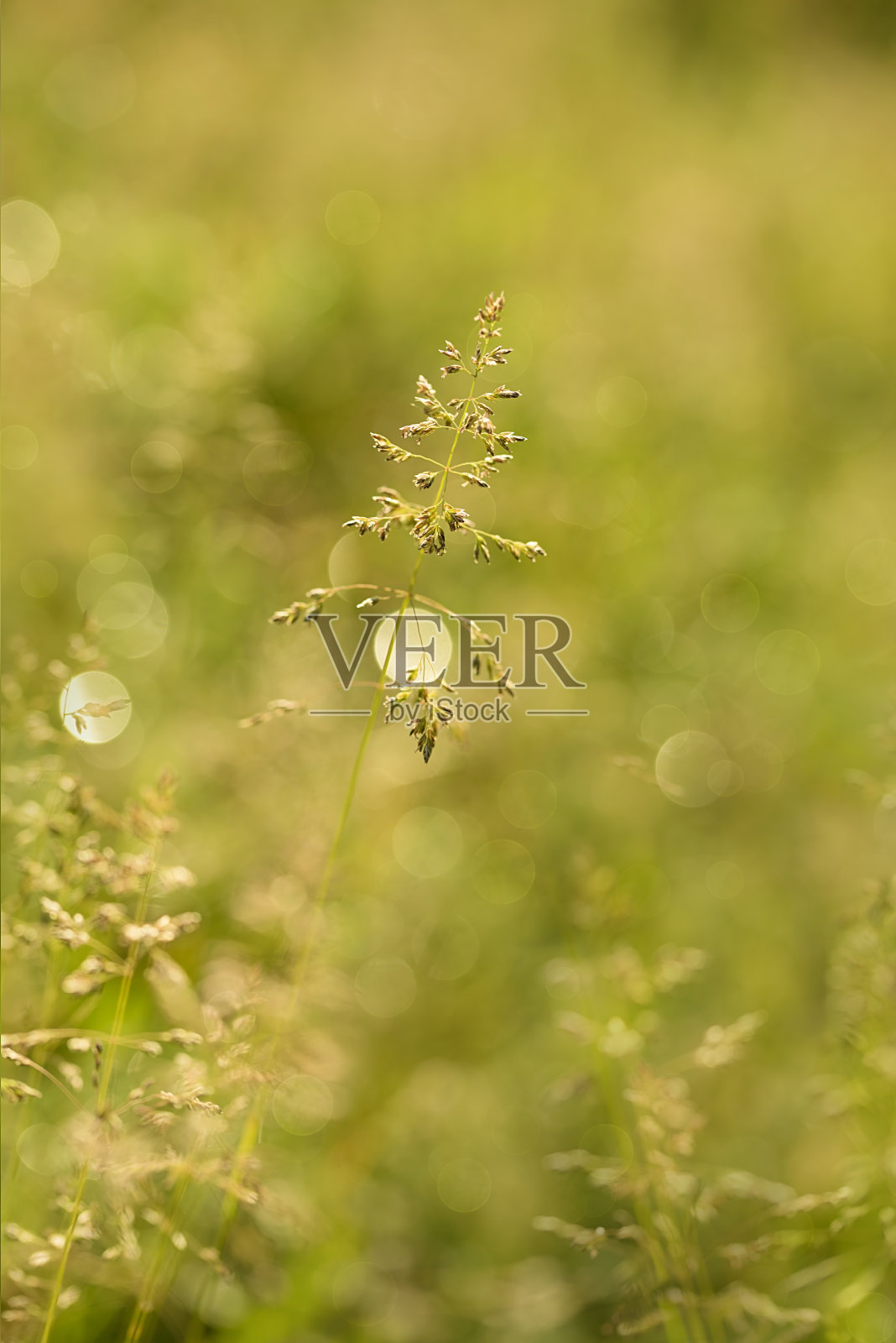 草种子的特写照片照片摄影图片