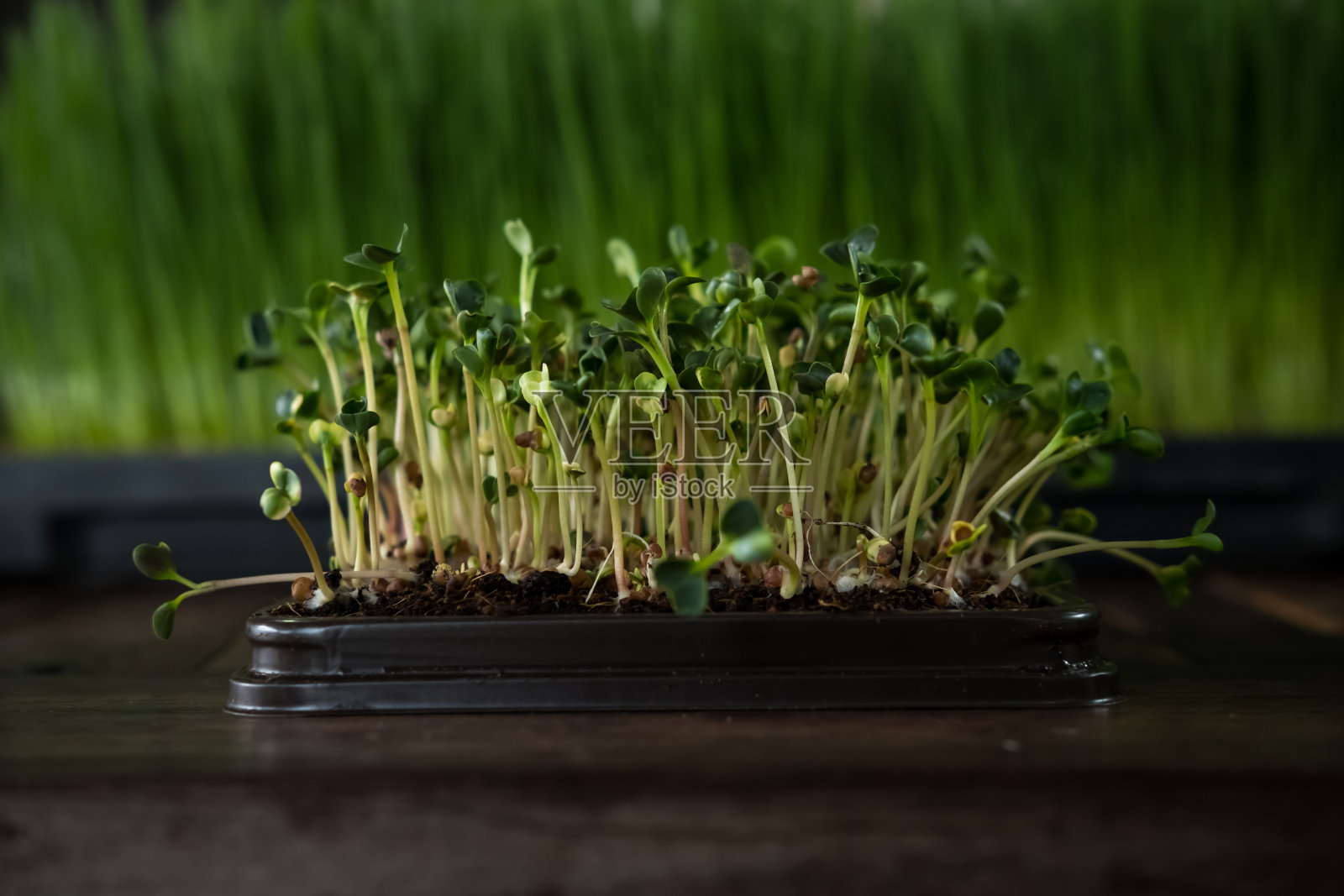 桌上盆栽植物特写镜头照片摄影图片