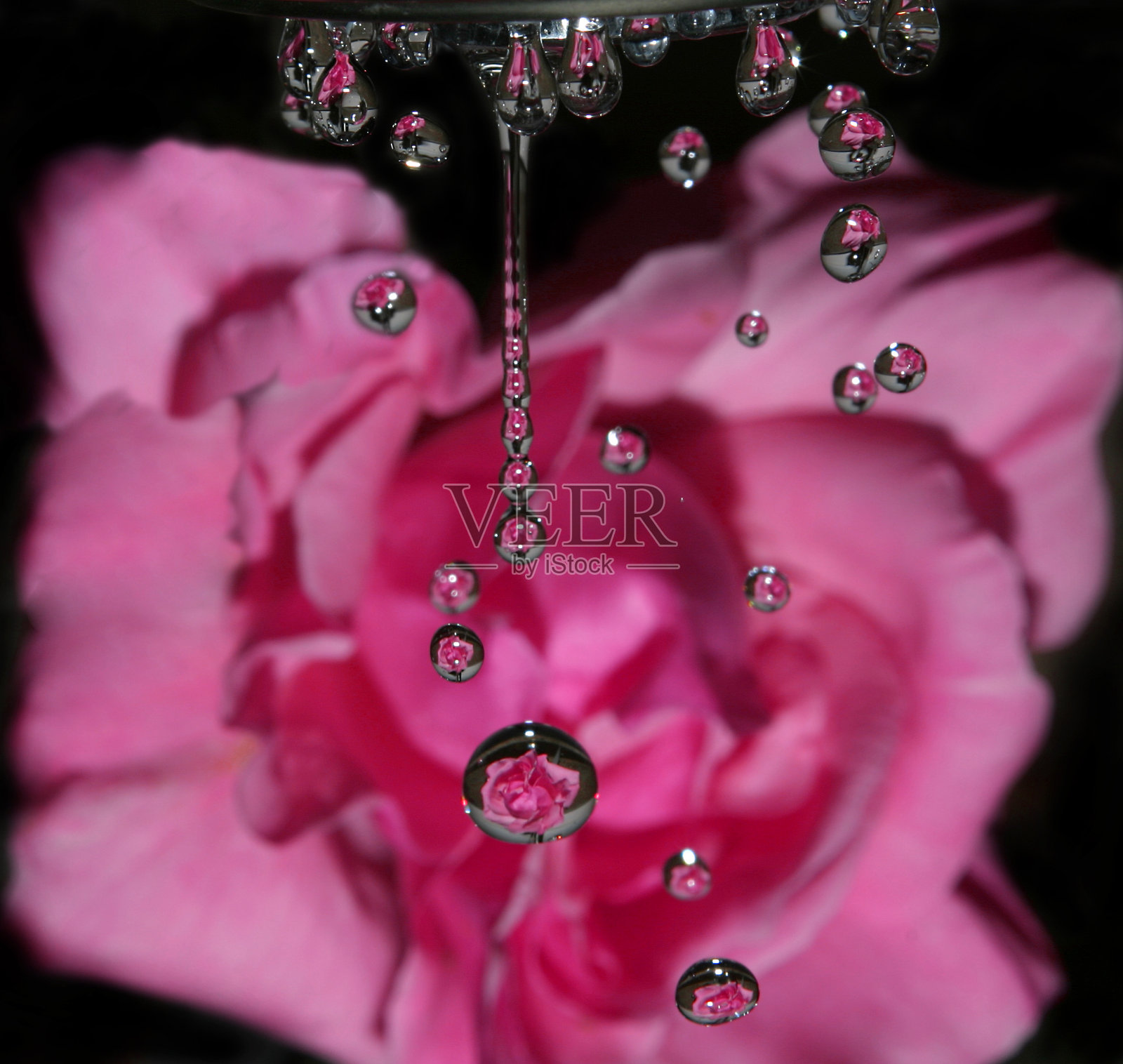 玫瑰上的雨滴照片摄影图片