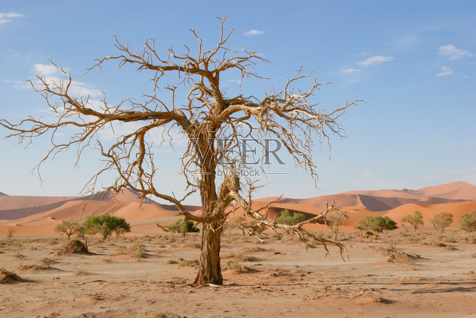 纳米比亚苏丝斯黎的洋槐树照片摄影图片