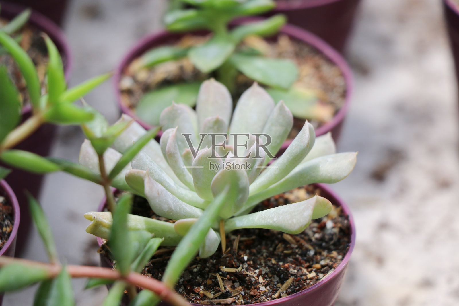 市场里花盆里的仙人掌照片摄影图片