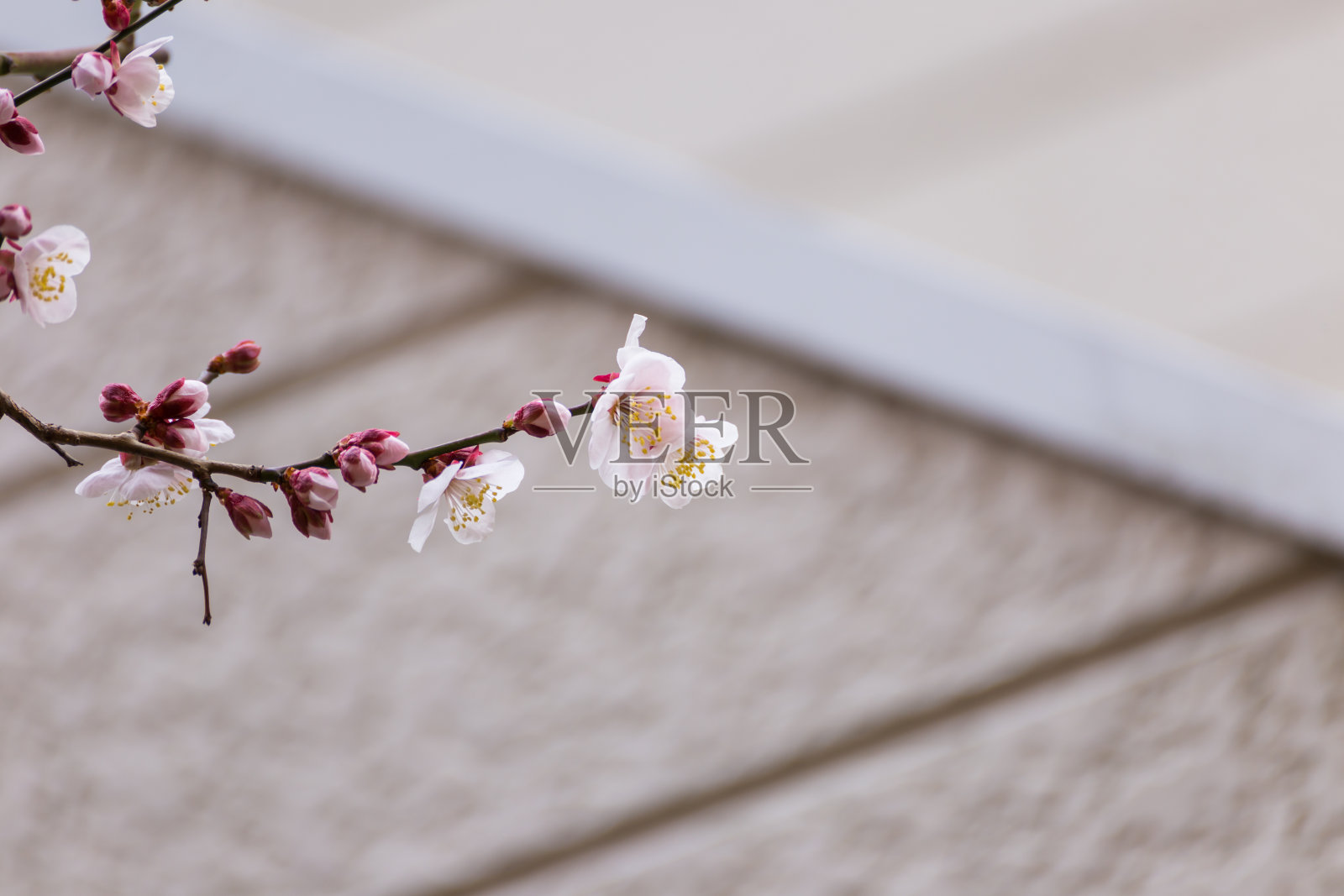 梅花盛开照片摄影图片