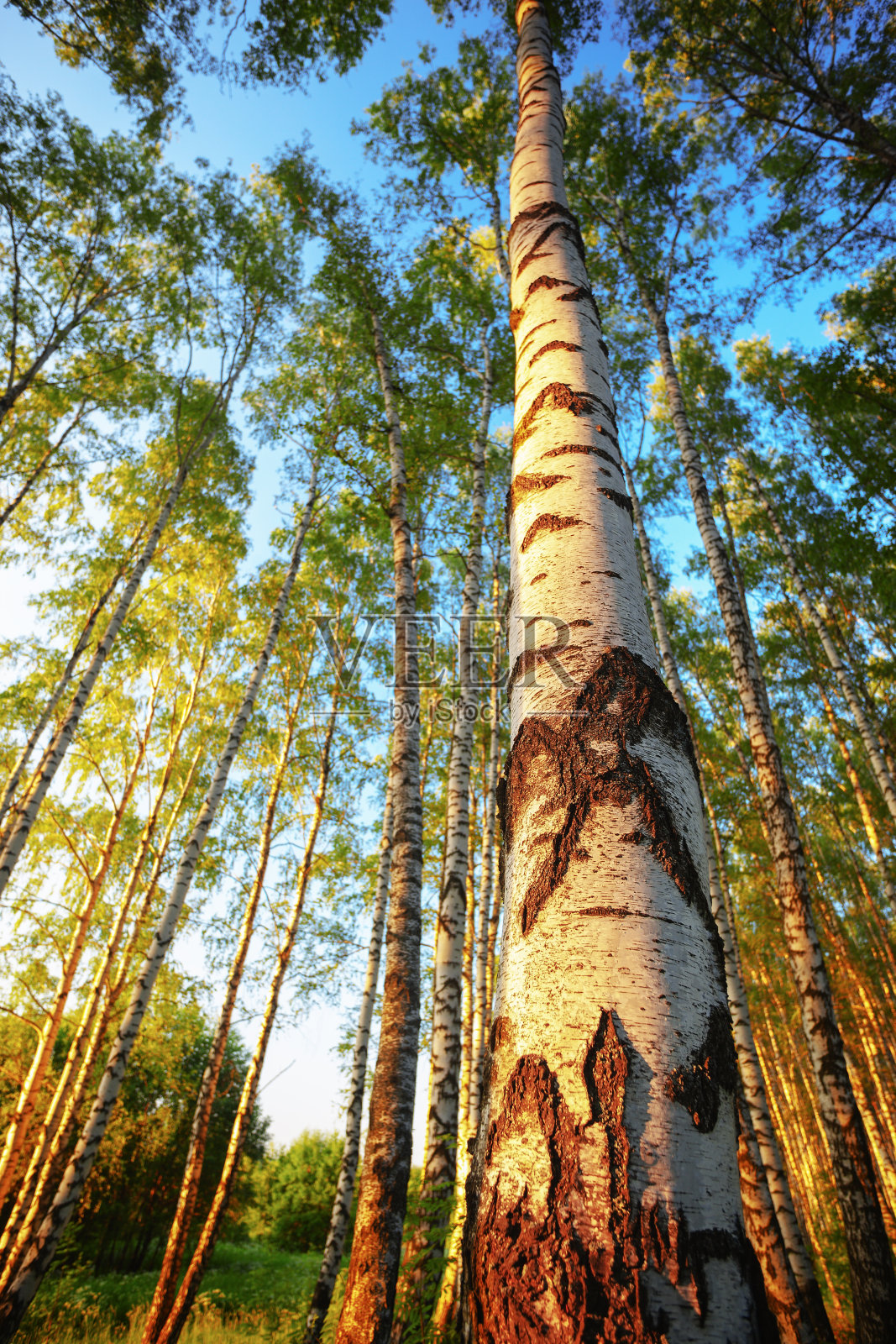 夏天在阳光明媚的桦树林中照片摄影图片