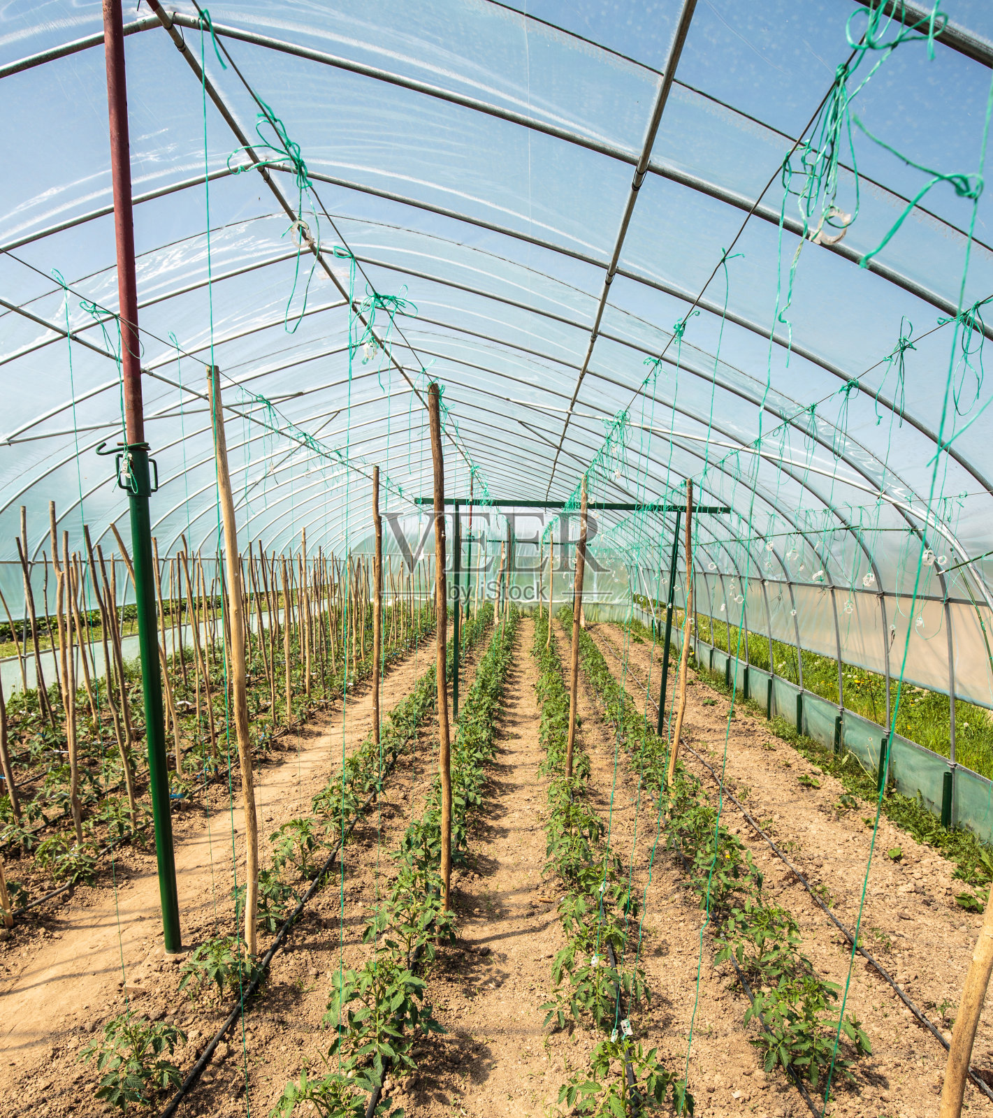 温室里的番茄照片摄影图片