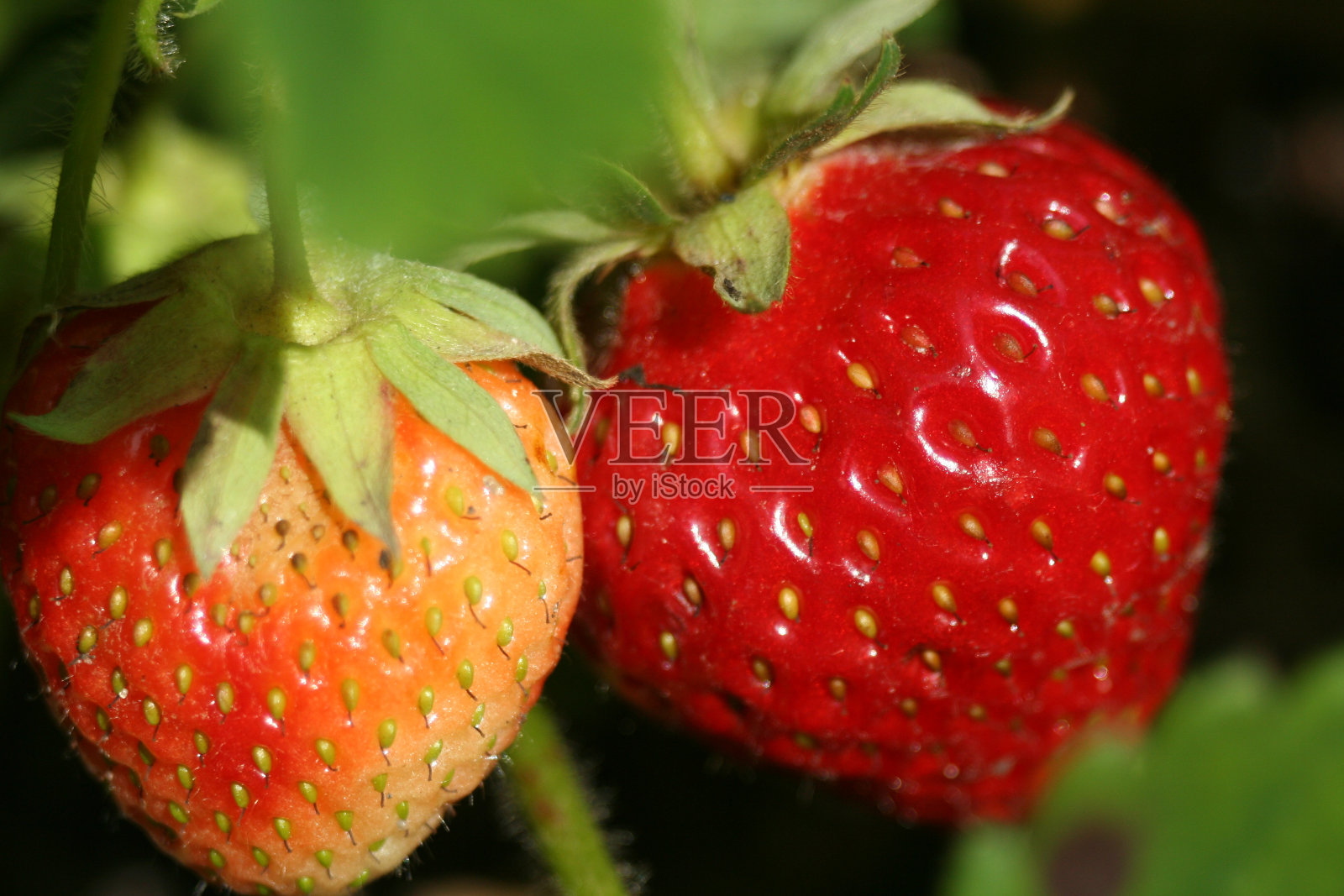 果园里的草莓照片摄影图片