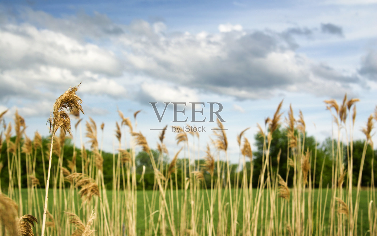 田野的天空照片摄影图片