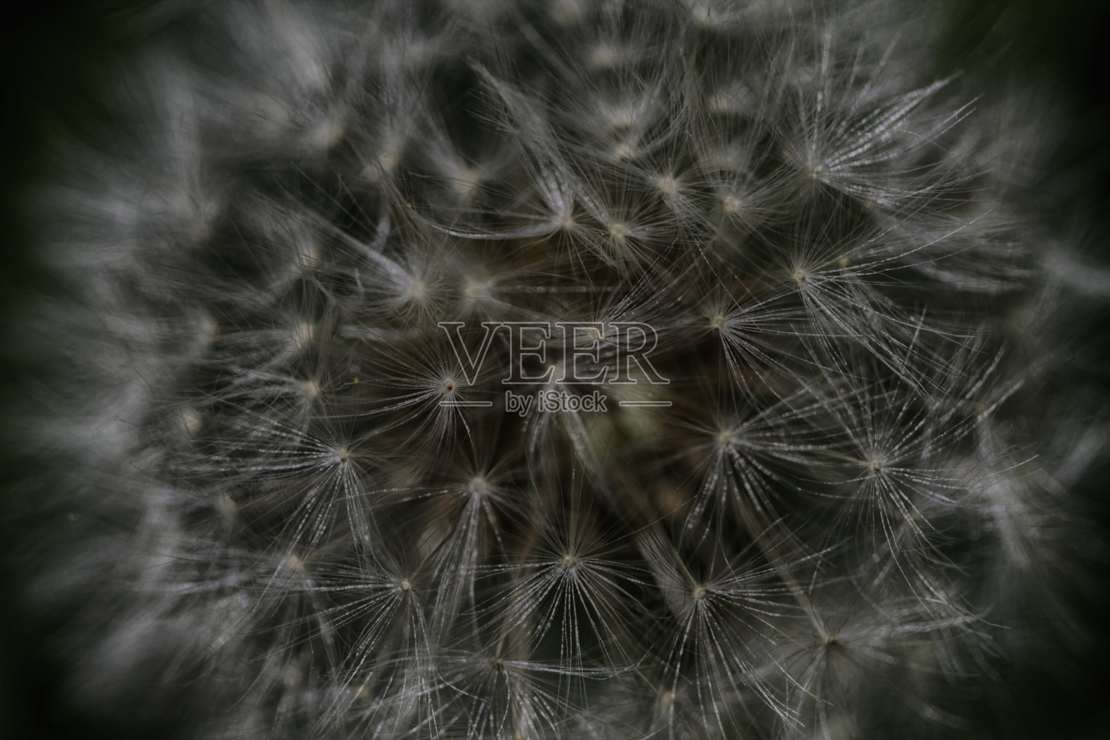 蒲公英(吹球),有绒毛和种子照片摄影图片