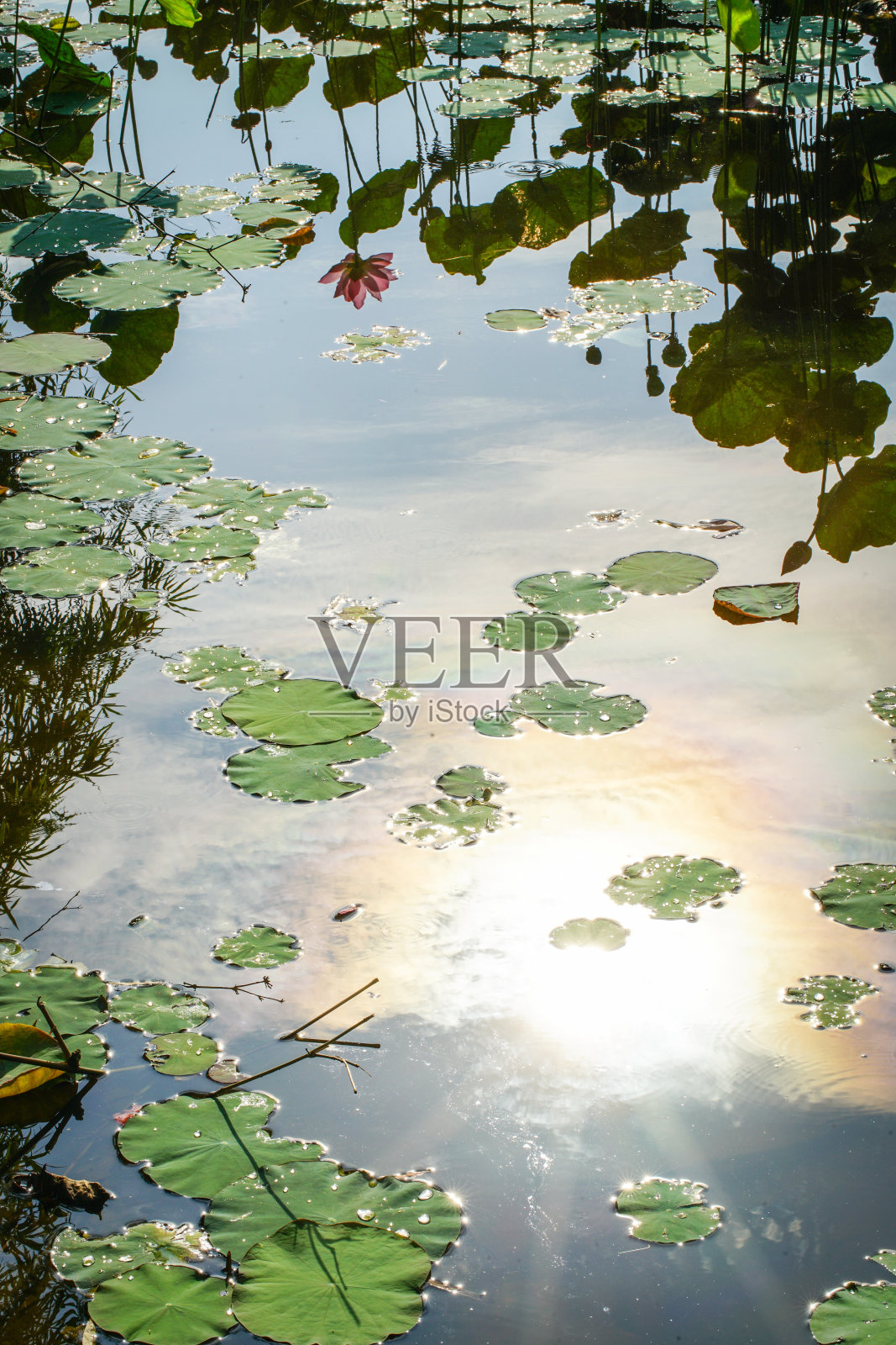 荷花和植物照片摄影图片