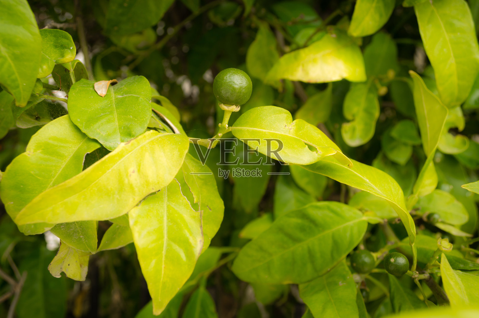 柠檬照片摄影图片