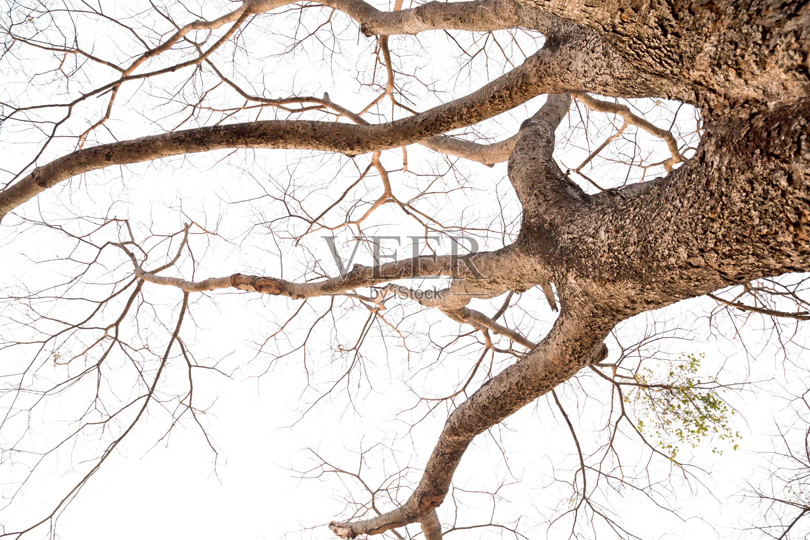 树枝孤立照片摄影图片