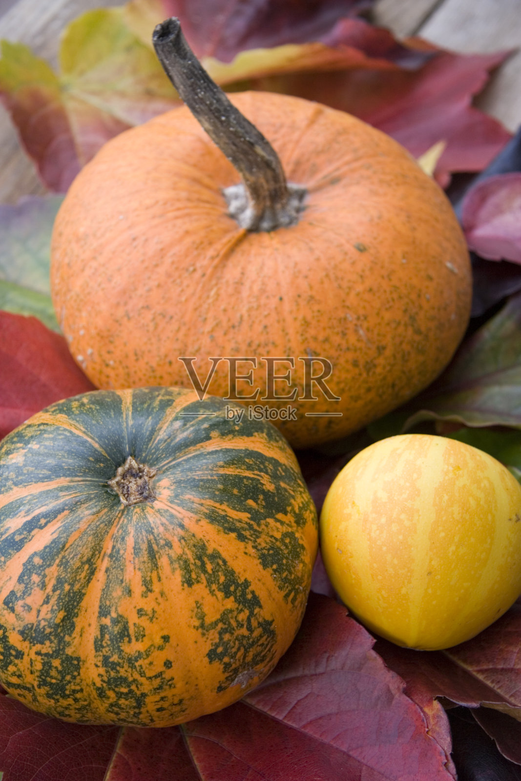 秋天的风格生活照片摄影图片