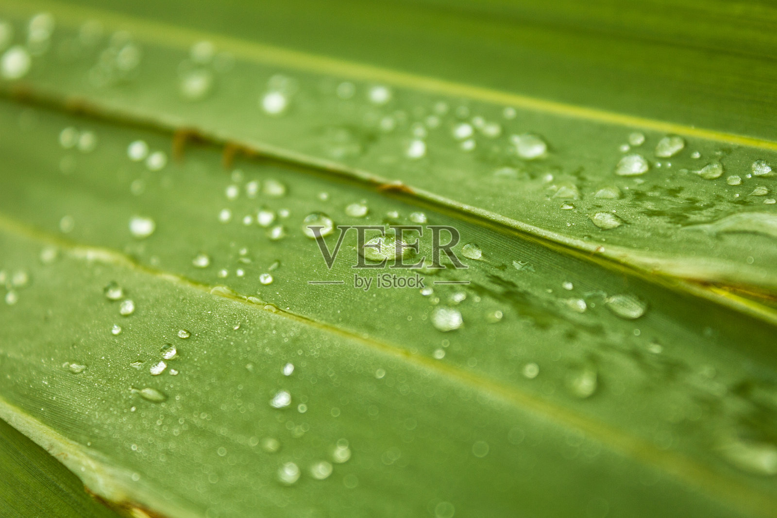 水的叶子照片摄影图片