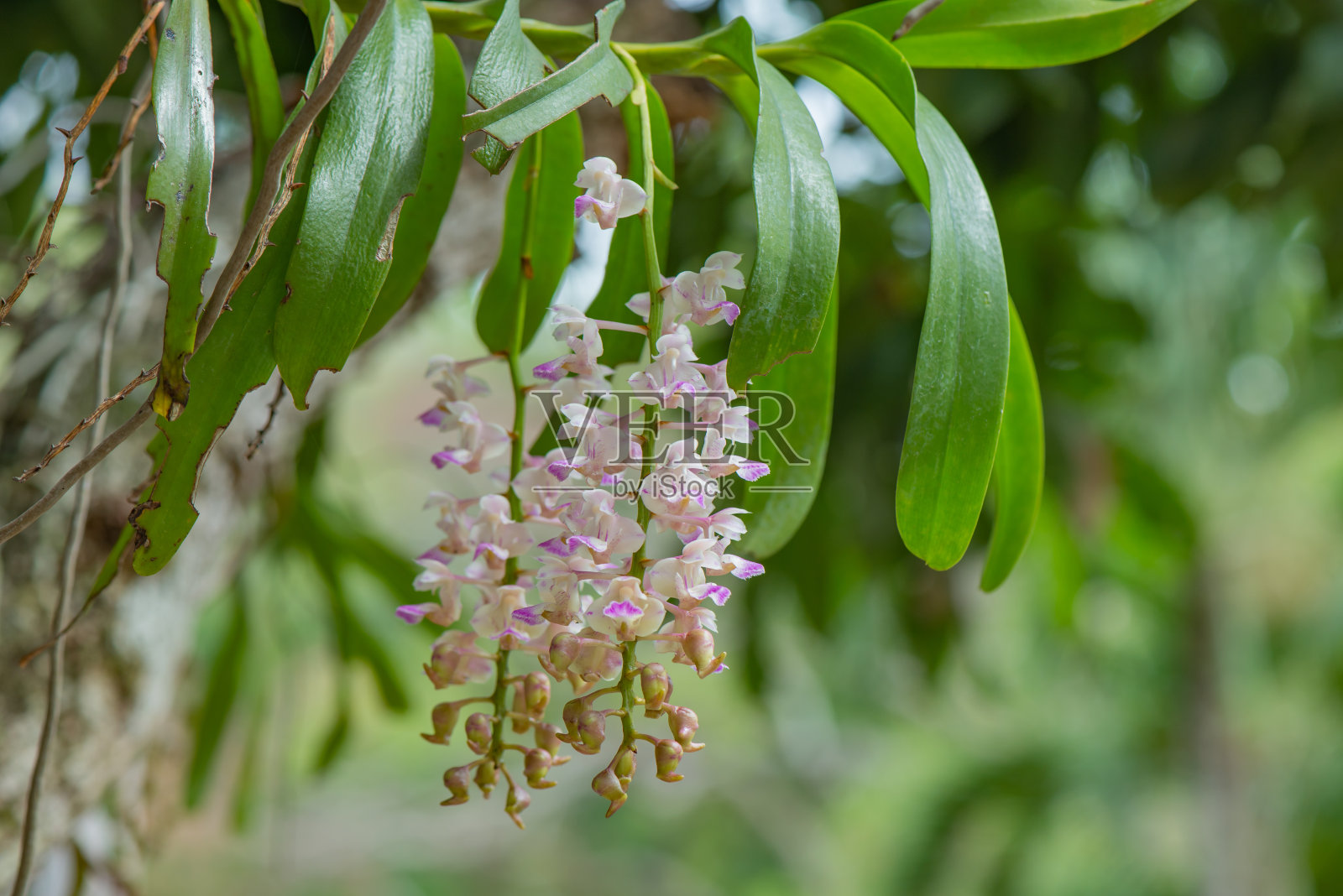 丹德罗比姆植物照片摄影图片