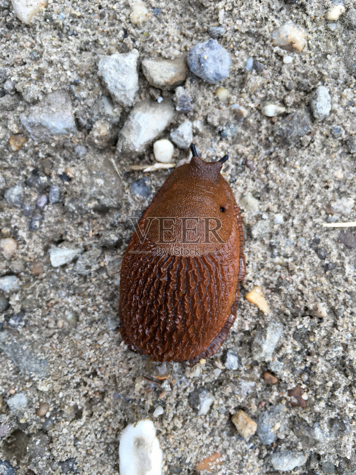 西班牙蛞蝓照片摄影图片