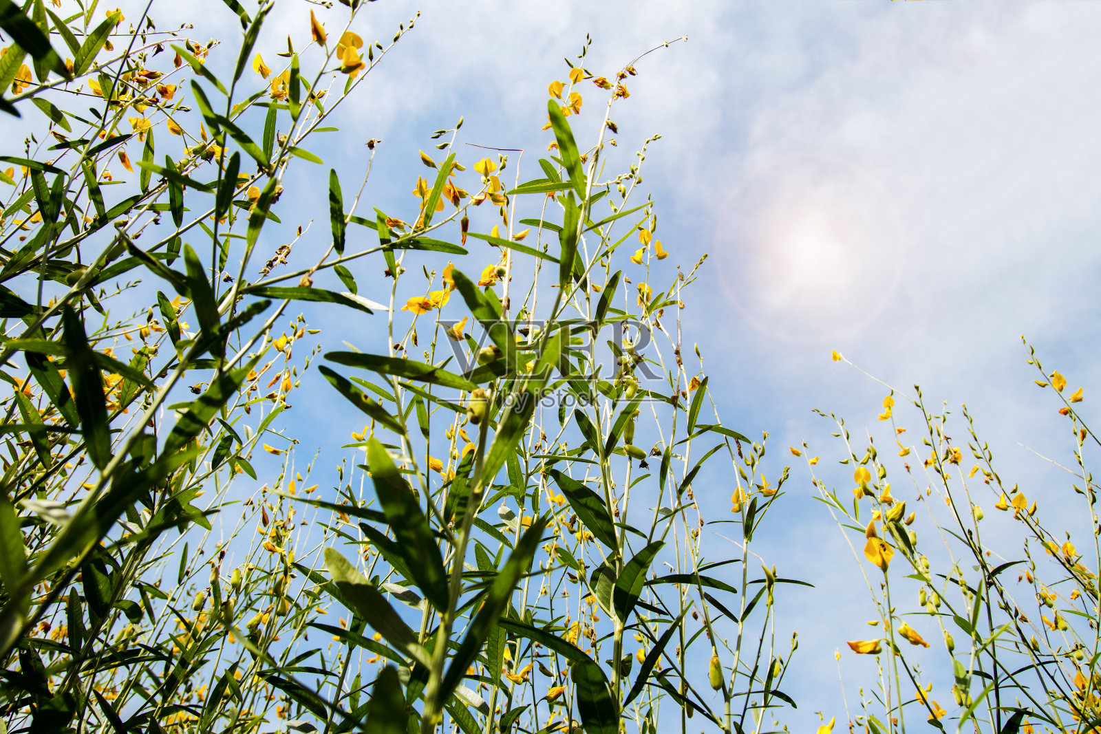 美丽的黄色的花照片摄影图片