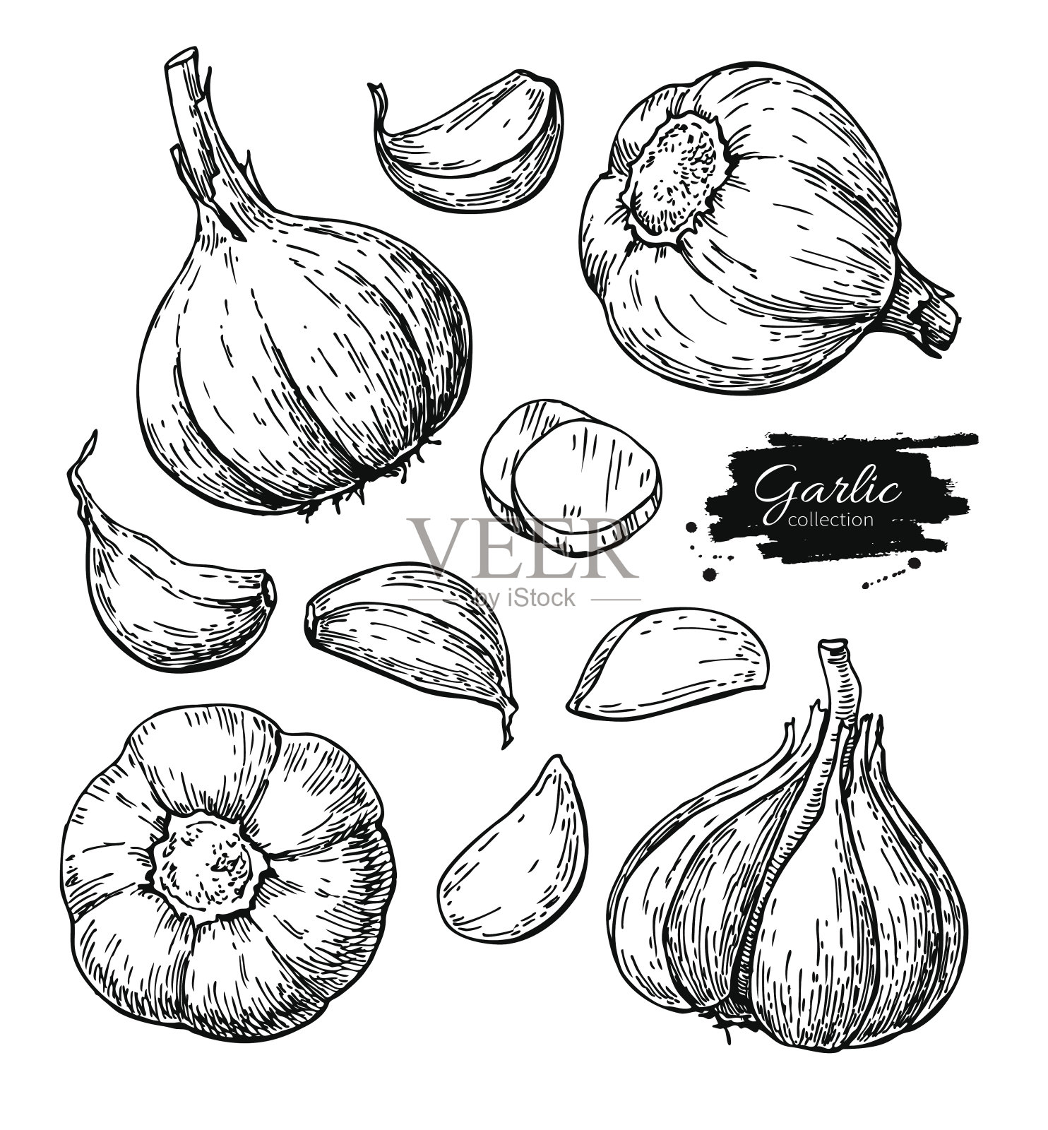 大蒜手绘矢量插图集。孤立蔬菜,丁香,切片。雕刻风格插画图片素材