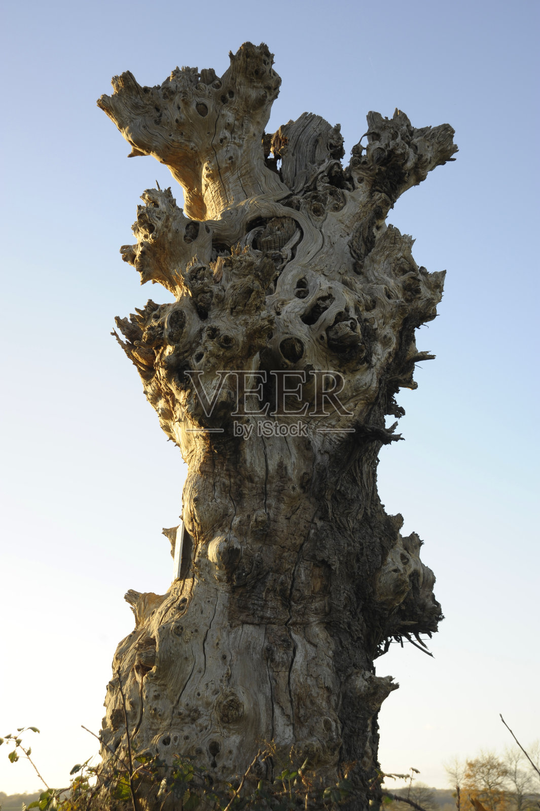 蓝色的天空映衬着沉重打结的老死树桩;法国布列塔尼。照片摄影图片