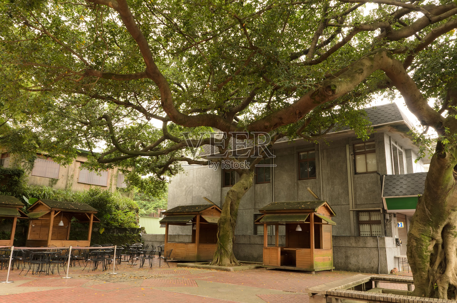 广场和树照片摄影图片