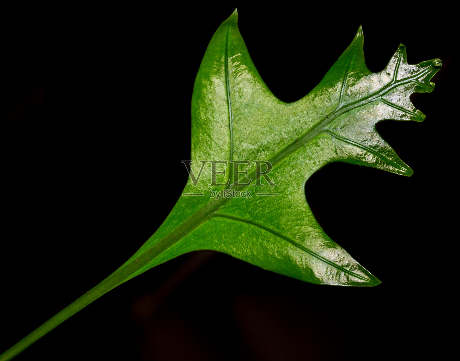 在黑色孤立的背景上的叶蕨。照片摄影图片