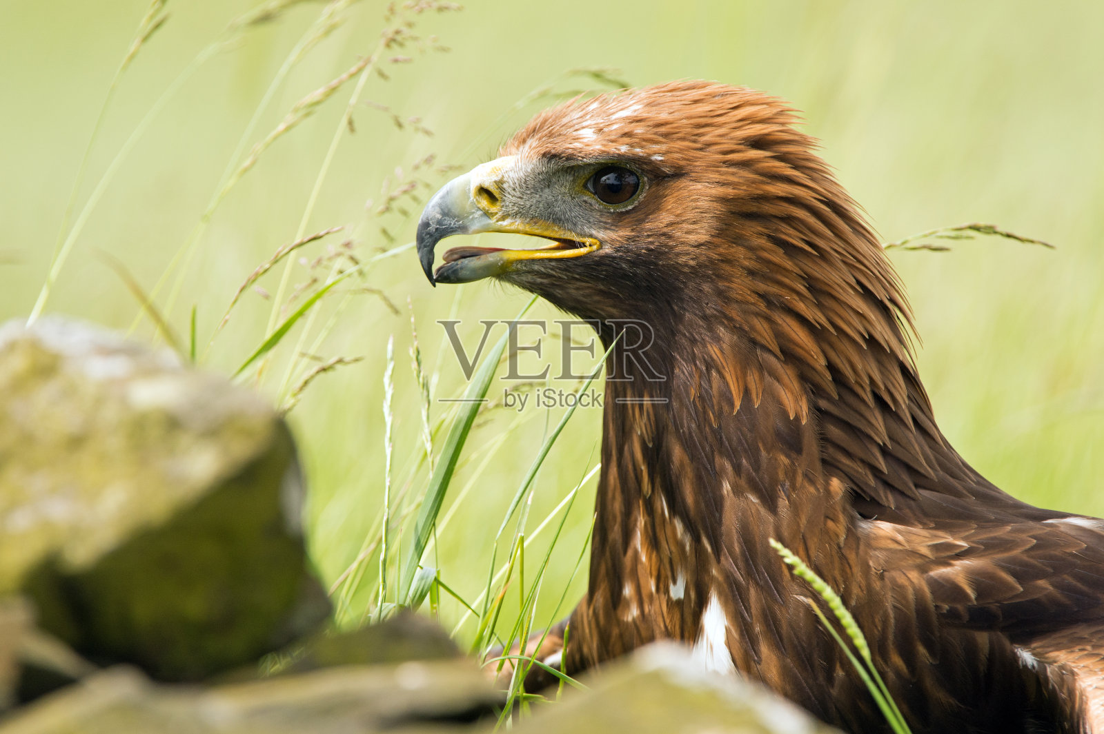 金鹰(aquila chrysaetos)照片摄影图片