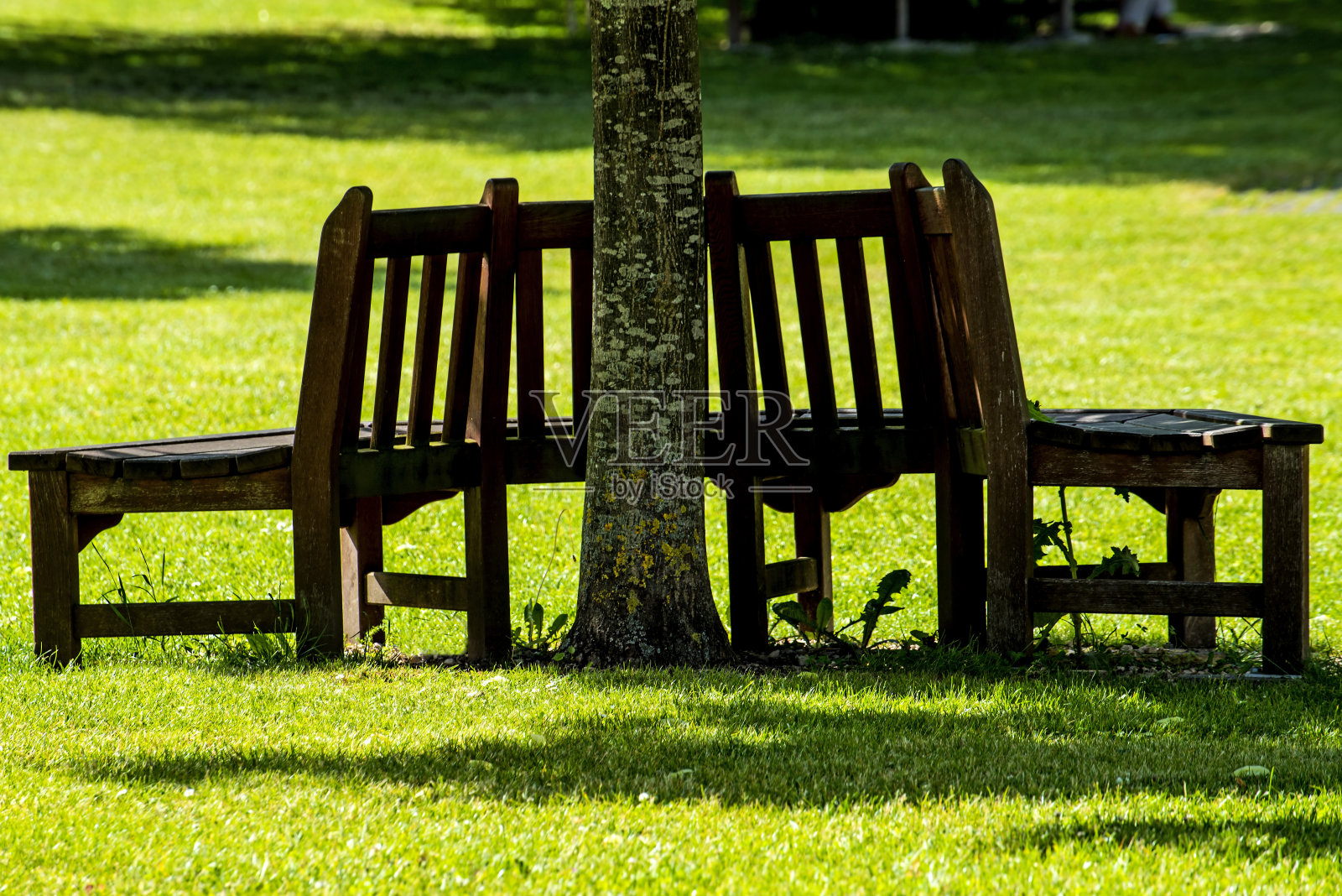公园长椅树下照片摄影图片