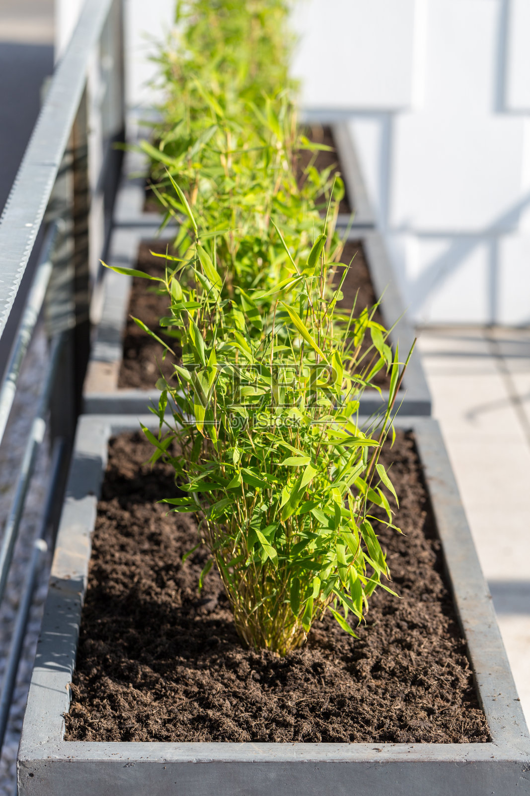 花盆里的法吉西亚穆里莱照片摄影图片