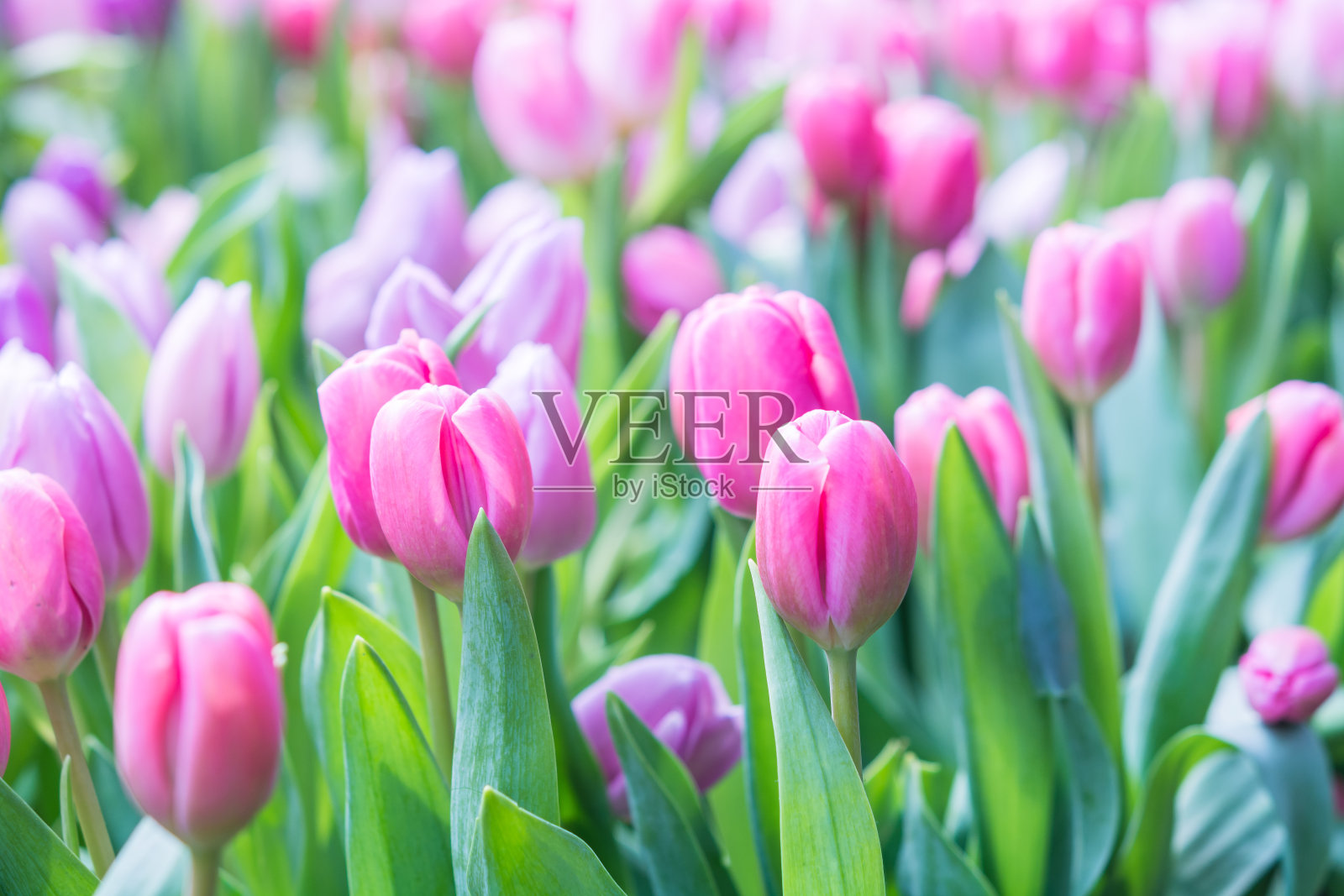 郁金香特写镜头照片摄影图片