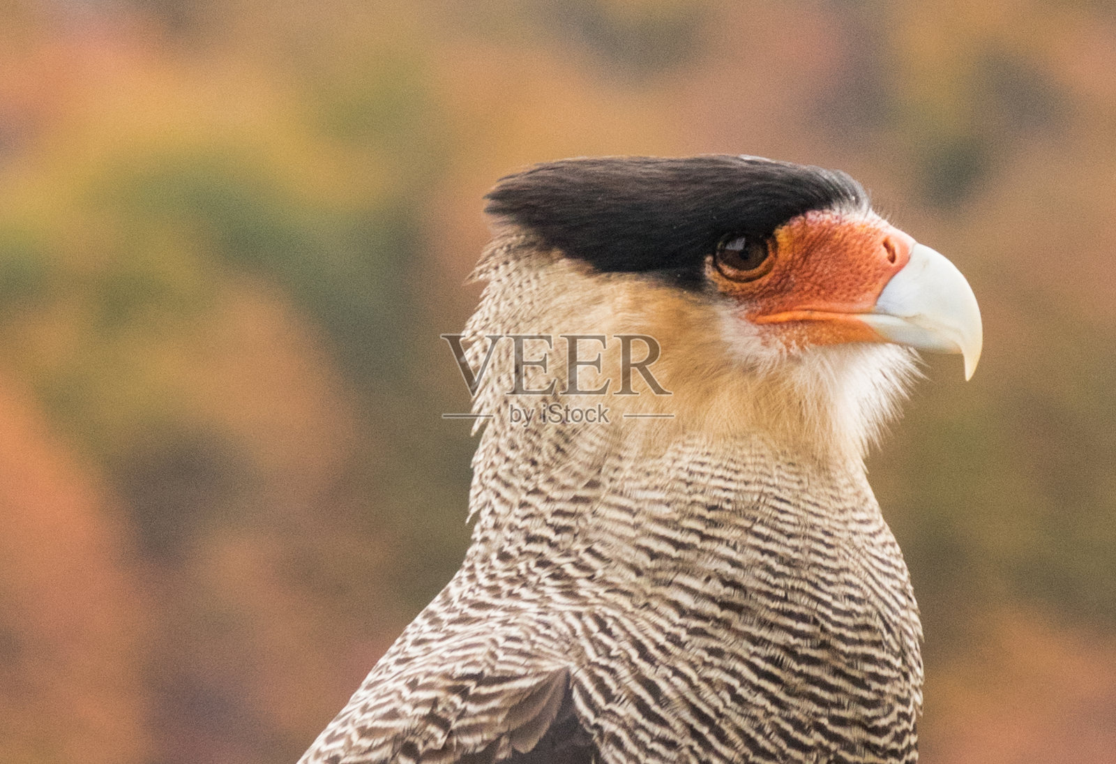 大冠腿照片摄影图片