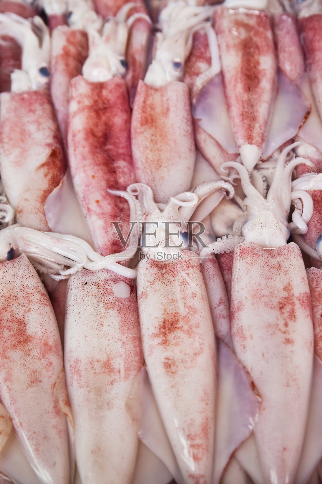 鲜鱿鱼照片摄影图片