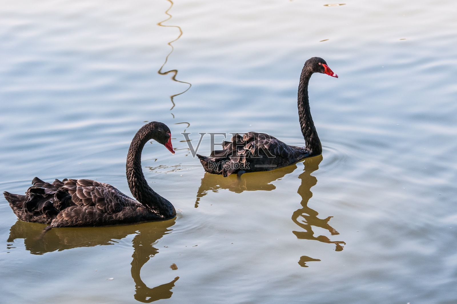 《黑天鹅》照片摄影图片