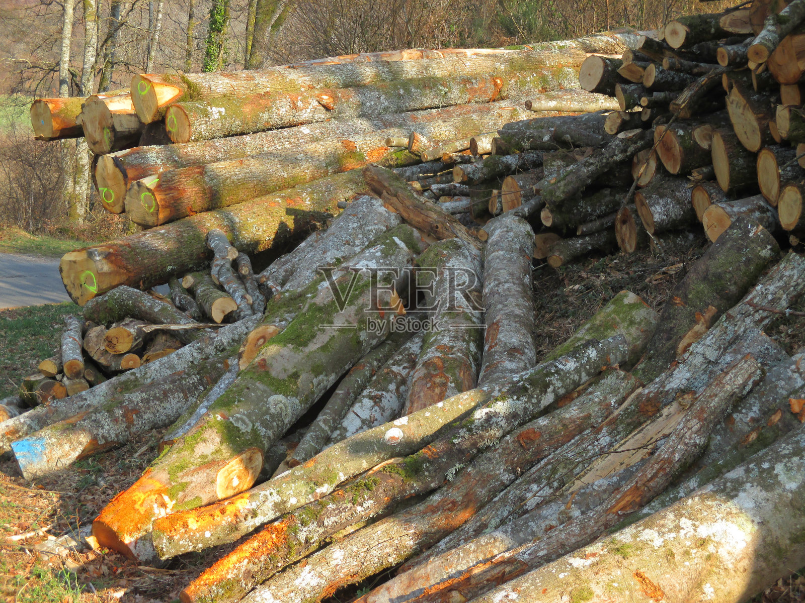 木材工业-伐木照片摄影图片