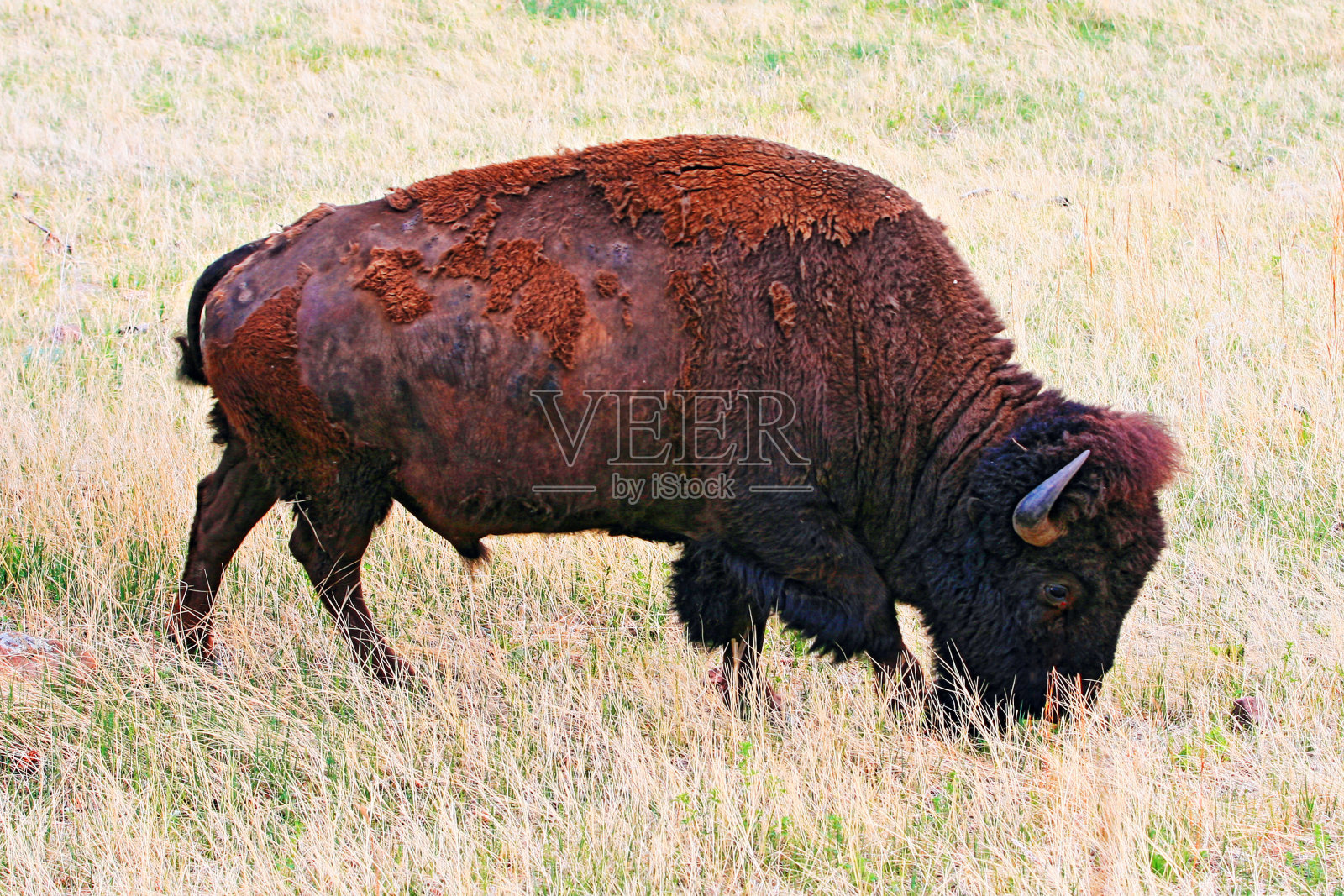 风洞国家公园的血眼野牛野牛照片摄影图片