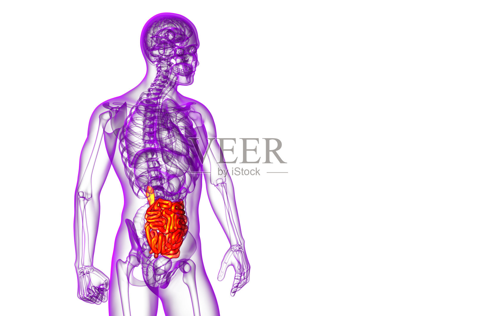 小肠的3d渲染图照片摄影图片