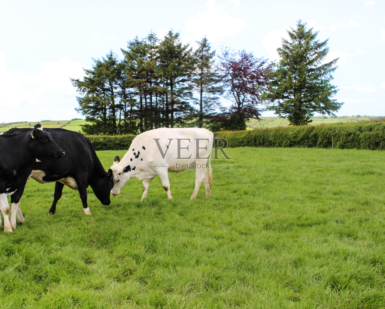 奶牛互相撞头照片摄影图片