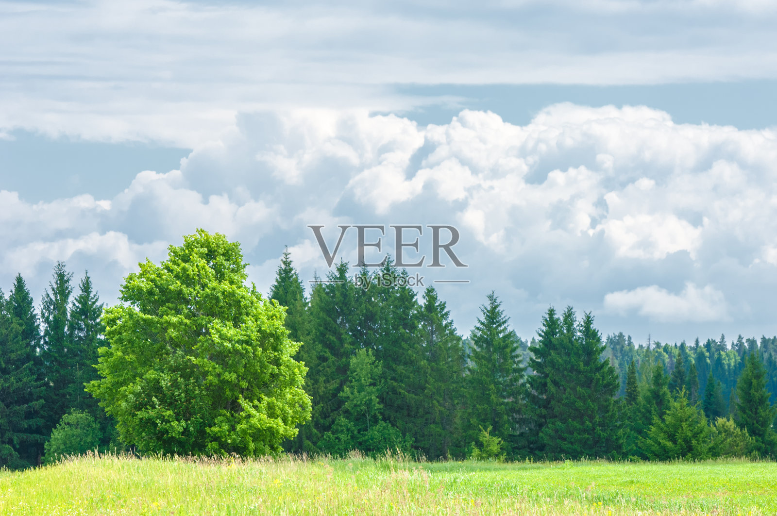 夏天,夏天,summer-tree照片摄影图片