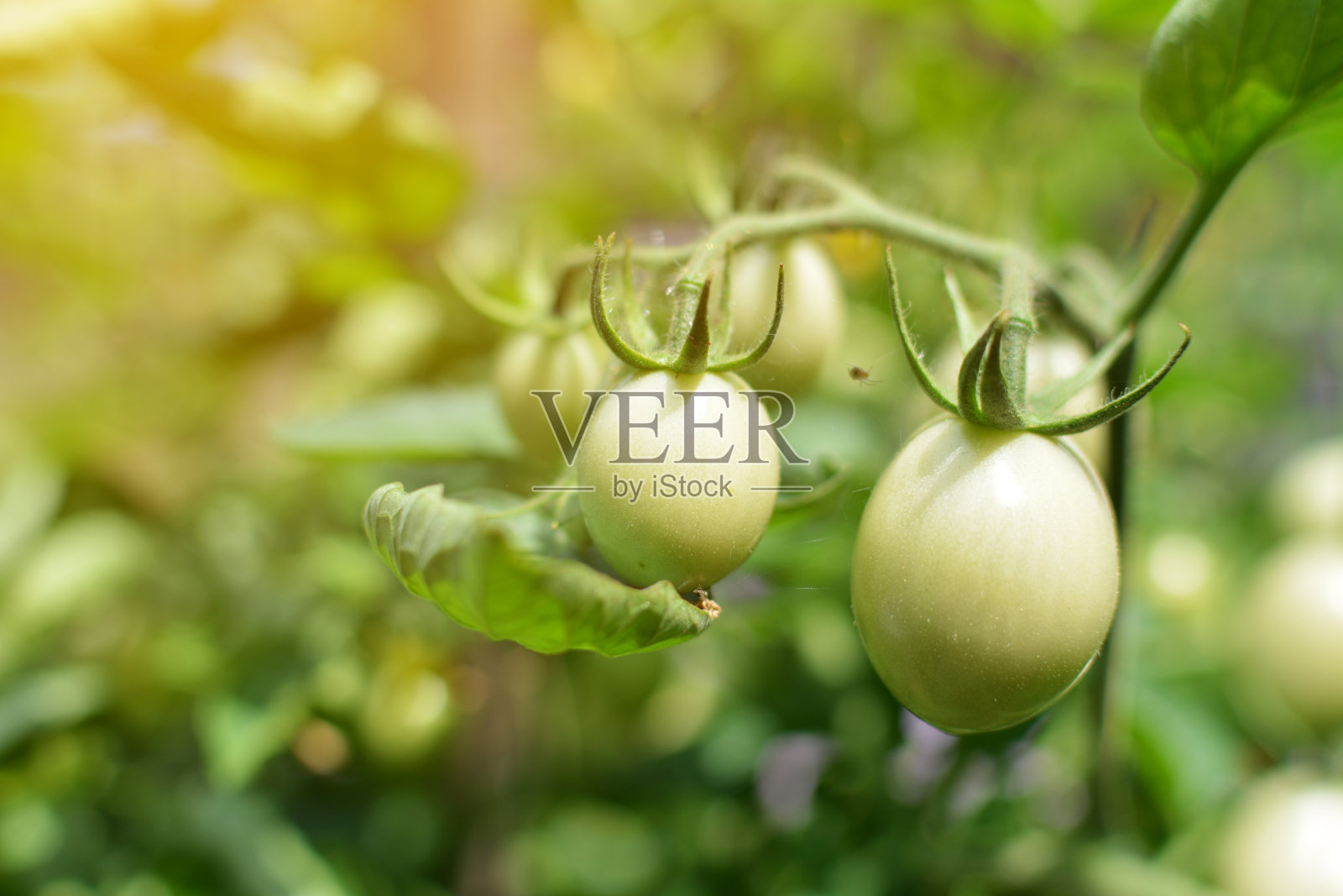 近距离观察花园里的一株植物上的番茄照片摄影图片